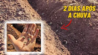 Plantio no seco VALEU A PENA ?
