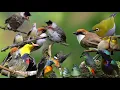 Download Lagu suara pikat burung kecil ribut. kombinasi burung kepodang