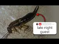 The Most DISGUSTING 1-Star Hotels I Found on Yelp