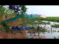 Download Lagu Dapat serangan ikan nila ‼️ mang ejen langsung ngulub hui | mancing cirata terbaru