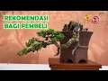 Download Lagu DOMINANTE BONSAI-STIJLEN KUNNEN WEDSTRIJDWINNAARS WINNEN
