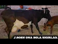 Download Lagu ONA BOLA SIGIRLAR SOTILADI EGALARIDAN SHOSHILAMIZ 