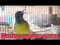 Download Lagu kolibri kelapa | manggar | wiceh | pancingan korlap ngalas gacor