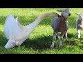 Lagu Vroege Vogels - Zwaan valt schaap aan