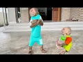 Download Lagu Funniest ever! Cute CUTIS \u0026 Baby monkey angry with each other😂