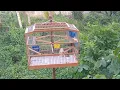 Bull Finch