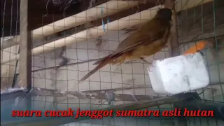 Download suara asli burung cucak jenggot sumatra MP3