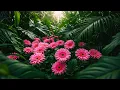 Download Lagu Послушайте Эту Музыку И Вам Станет Легче|Отличная расслабляющая музыка|Распускаются прекрасные цветы