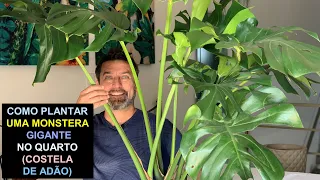 Como Plantar Uma Monstera Gigante no Quarto (Costela de Adão)