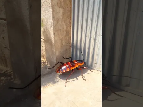 A barata