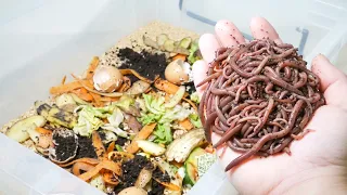 生ゴミに300匹のミミズを入れて150時間放置すると…凄すぎた