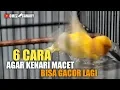 Download Lagu 6 Langkah mengatasi KENARI MACET agar bisa bunyi gacor kembali