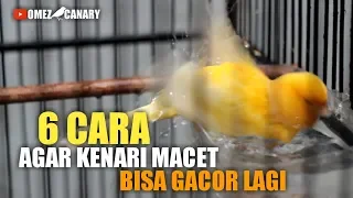 Download 6 Langkah mengatasi KENARI MACET agar bisa bunyi gacor kembali MP3