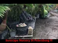 Sunscape Inc Nursery St Petersburg Fl Steve Smith Pinellas county