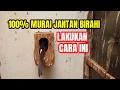 Download Lagu SANGAT MENAKJUBKAN‼️100% MURAI JANTAN BIRAHI -  LAKUKAN CARA INI