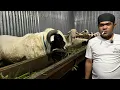 Download Lagu HERCULES LEGENDE LOKALE SCHAPEN TEMANGGUNG ‼️ ALS EERSTE KOPEN HONDERDEN MILJOENEN VOOR ÉÉN KOOI
