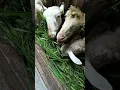 Download Lagu Ternak Kambing di Sarwodadi