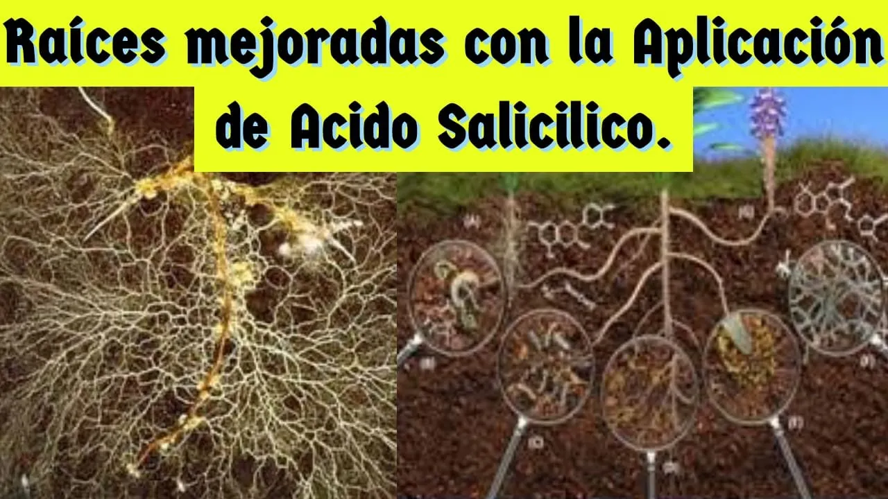 ACIDO SALICILICO Y SUS BENEFICIOS EN LA AGRICULTURA
