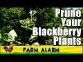 Lagu Pruning Blackberry Plants | When and Why