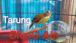 Download CIUNG AIR SUMATRA TARUNG. MP3