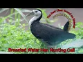 Download Lagu Breasted Water Hen Hunting Call, The Best Clear Sound on Speaker #waterhen #bestsoundquality #ruak2