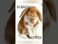 14 cute female rabbit names