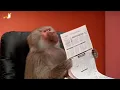 Funny monkey Funny monkey pics Funny monkey gif Funny monkey pictures Funny monkey memes