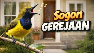 sogon isian gereja sambung cililin masteran sogon mudah masuk materi gereja tarung