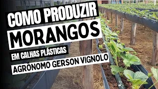 Aprenda como cultivar morangos em calhas