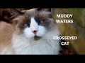 Muddy Waters - Crosseyed Cat - drum cover