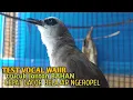 Download Lagu Trucuk BETINA memanggil Jantan Suara Birahi Ngecuplik 100% pancingan trucukan gacor agar BUNYI EMOSI