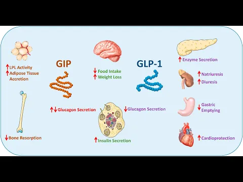 Download MP3 Tirzepatide's Unique Mechanism of Action - GIP/GLP-1 Dual Agonist