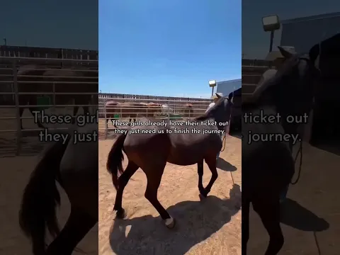 Please Help 💔 Support in Bio #horse #help #equestrian #rescue #rescuehorse