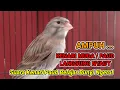 Download Lagu PANCINGAN AMPUH KENARI PAUD AGAR CEPAT BUNYI - Suara kenari muda / paud belajar bunyi ngerol