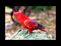 Download Lagu Suara Burung Nuri Merah Maluku Bisa Buat Pikatan