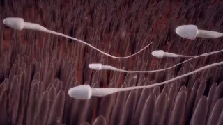 رحلة الحيوانات المنوية لانجاب طفل عندما يجتمع الخيال بالواقع 