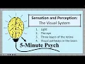 The Visual System