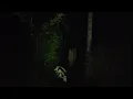 Lagu hujan ditengah hutan angker