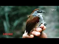 Download Lagu Tepus pipi perak Gacor..!! bagus untuk pancingan dan isian..