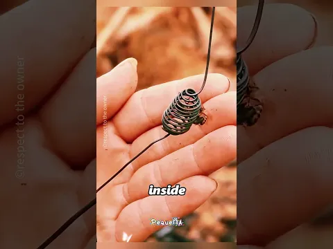 Salvó a una Abeja Reina… Y Toda la Colonia Nunca lo Olvidó 🥹🐝 #wildliferescue #viral #shortsfeed
