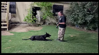 خالد k-9 تدريب قطمير قبل تدريب وبعد تدريب