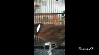 suara cililin jernih dengan jeda 1 4 detik buat masteran