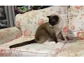 Cats Chasing Their Own Tails