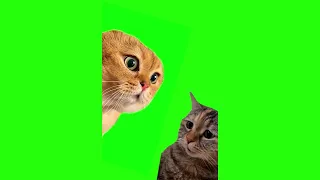 Talking Cats Meme - Green Screen
