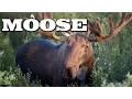 All About Moose for Kids Animal s for Children - FreeSchool