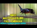 Download Lagu CUKUP PUTAR 10 DETIK BUAT PANCINGAN KOLIBRI NINJA AGAR GACOR DAN NEMBAK ISIAN MEWAH TAJAM NYARING