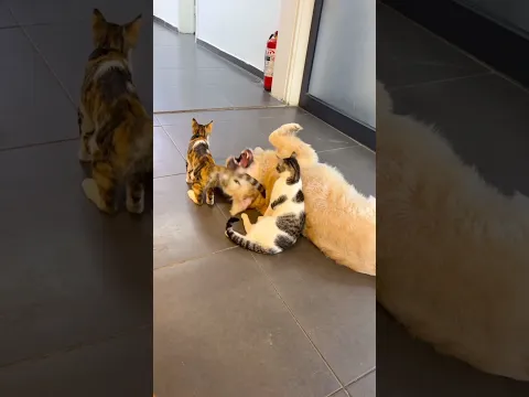 CATS and DOG best friends #viral #catanddog #shorts