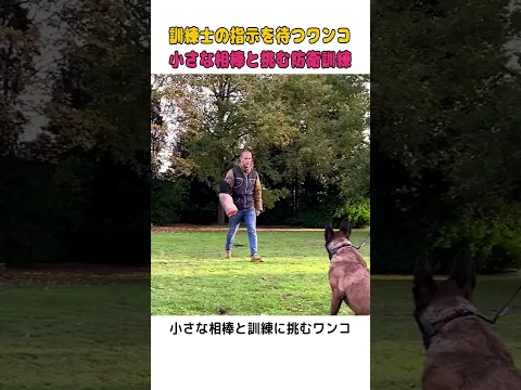 小さな相棒を守るため！健気なワンコと男の子が挑む防衛訓練に胸が熱くなる🐕  #犬の訓練 #絆の物語 #感動の瞬間