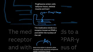 Pioglitazone Mechanism of Action