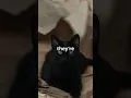 August 17th is Black Cat Appreciation Day